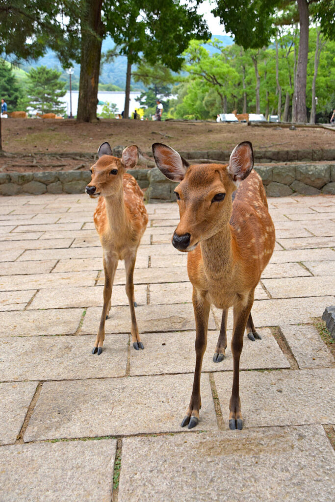 Two deer close up
