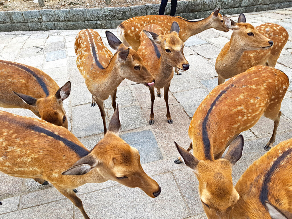 A group of deer in Nara Park