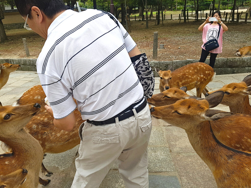 Deer mobbing a man in Nara Park