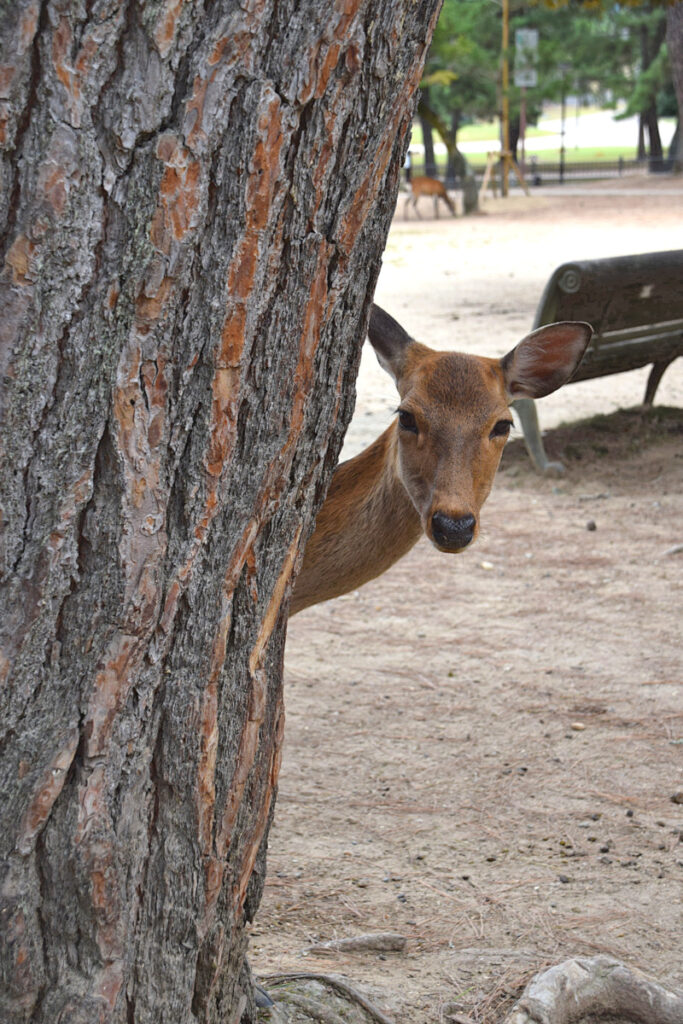 A deer peering around a tree