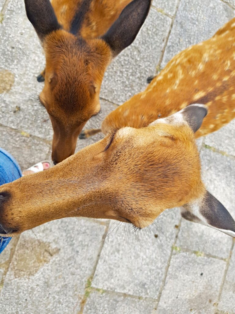 Deer sniffing a pocket to look for snacks