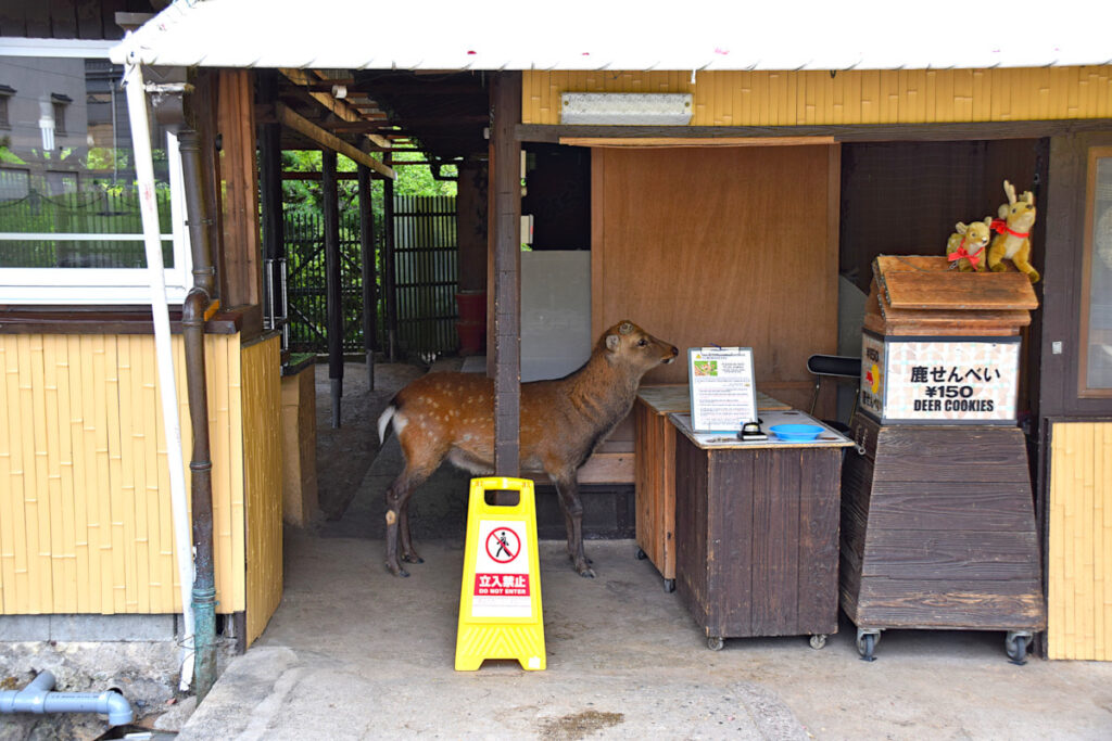 A deer with close up to a counter