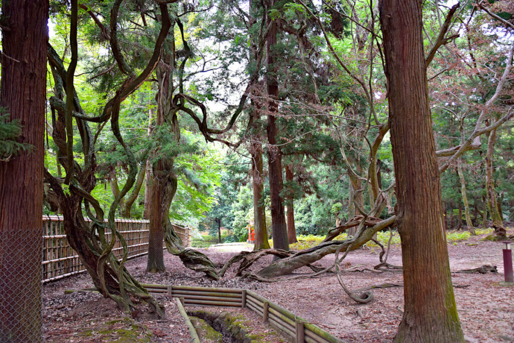 Ancient trees in Nara Park