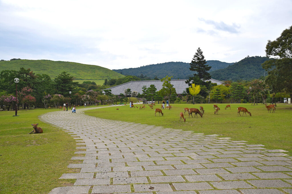 Wide open space at Nara Park with lots of deer
