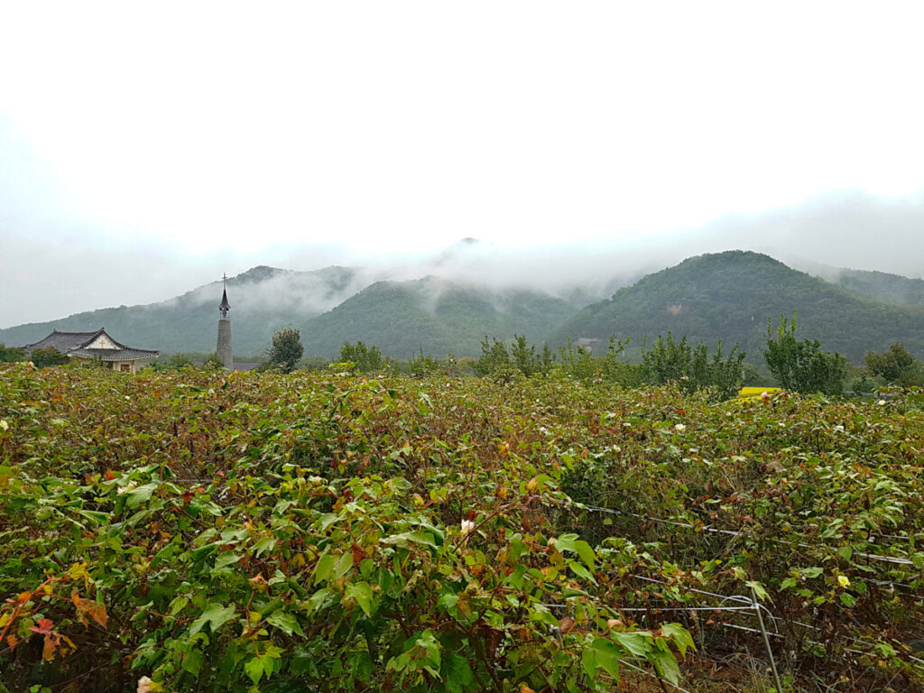 Crops and mountains of Andong