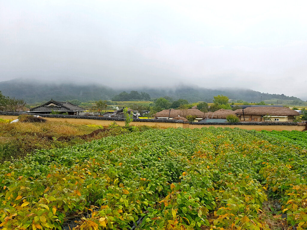Houses and a field at at Hahoe Folk Village