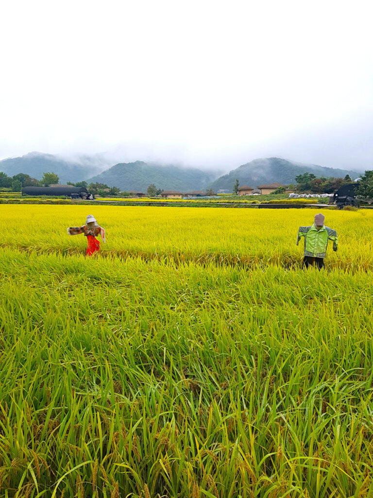Scarecrows in the middle of a field