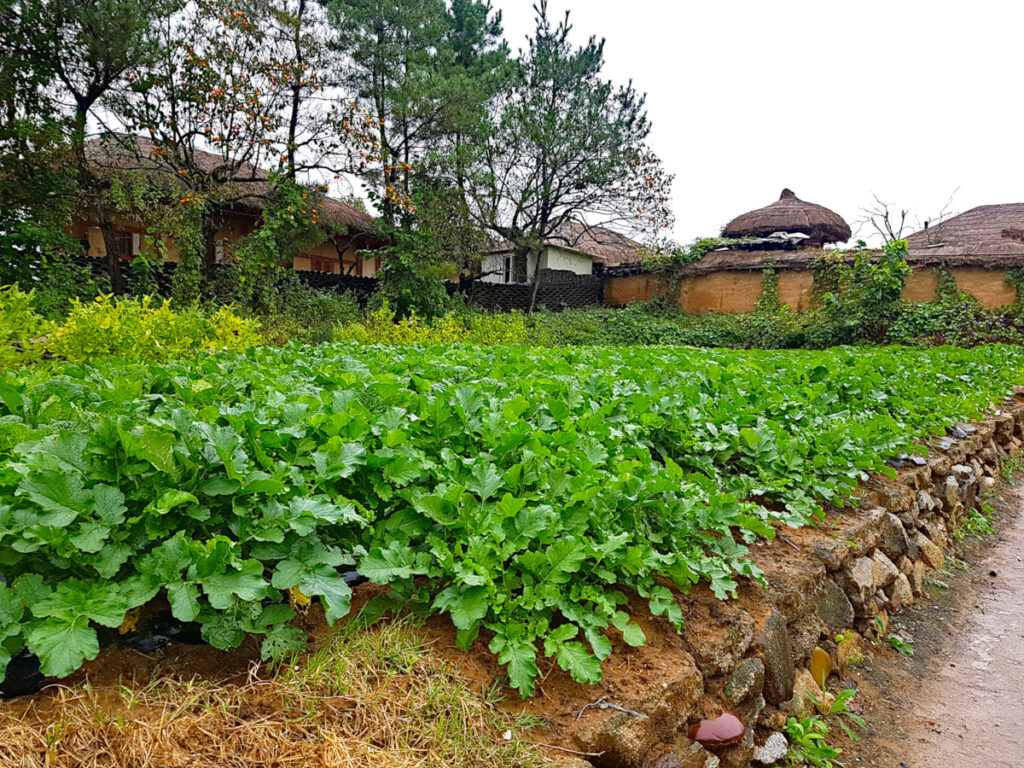 Green crops between buildings at at Hahoe Folk Village
