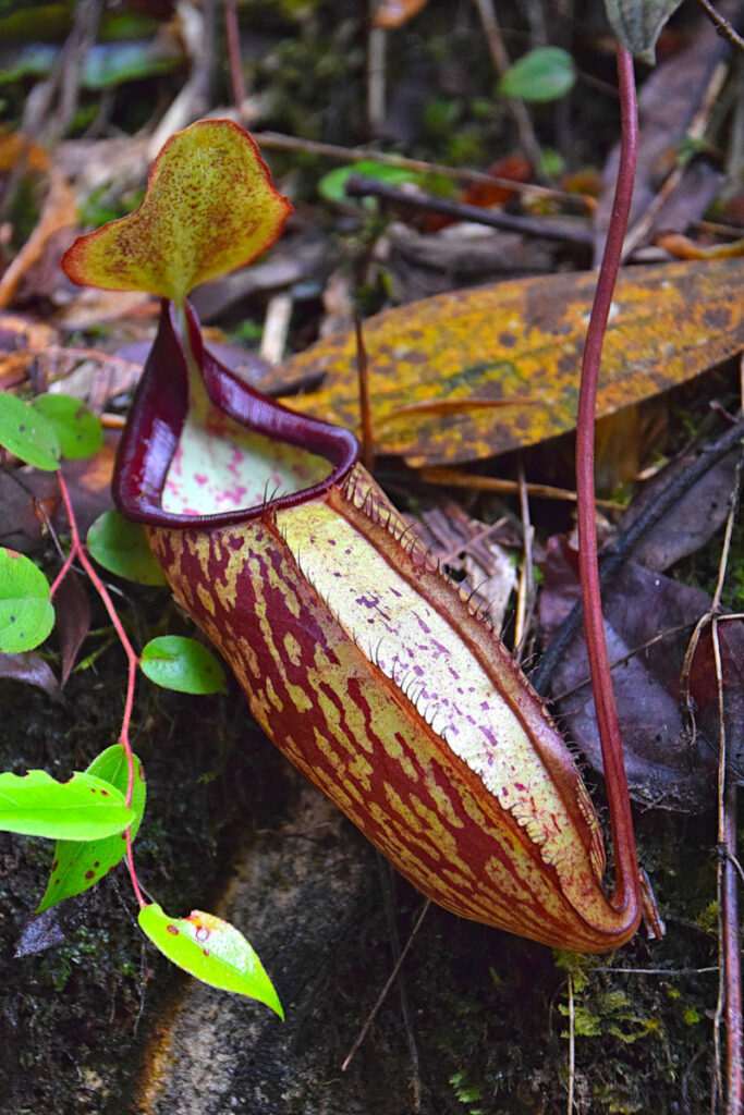Closeup of pitcher plants in the Cameron Highlands