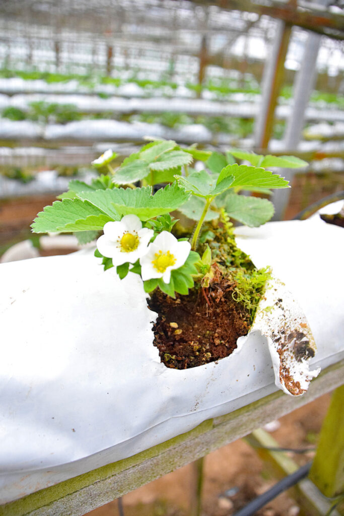 A flowering strawberry plant