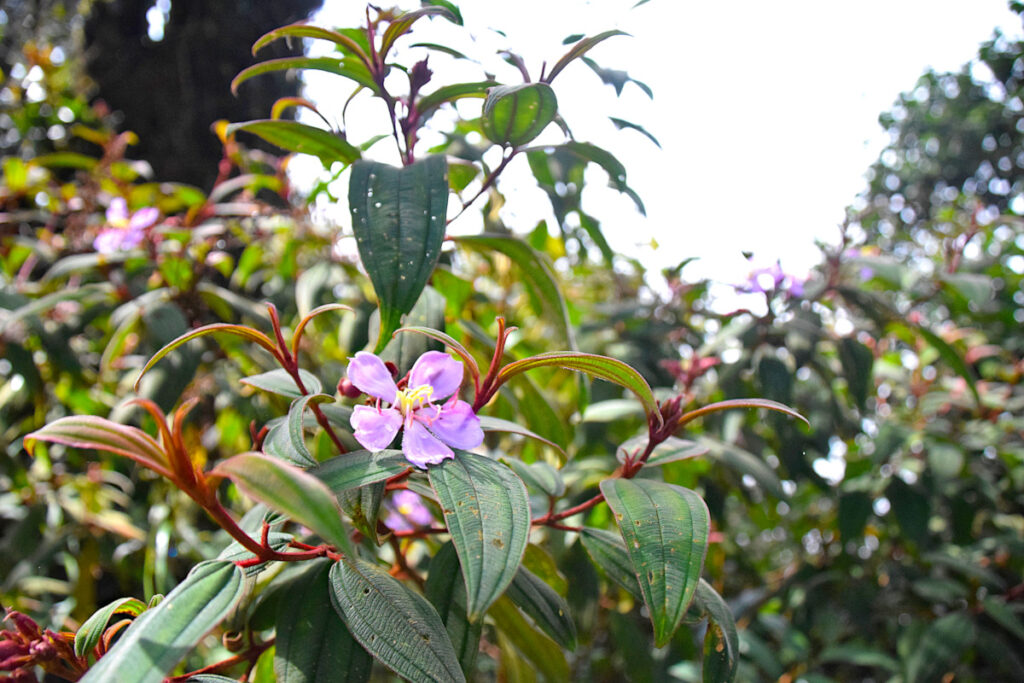 Purple flower on Gunung Brinchang, Cameron Highlands, Malaysia