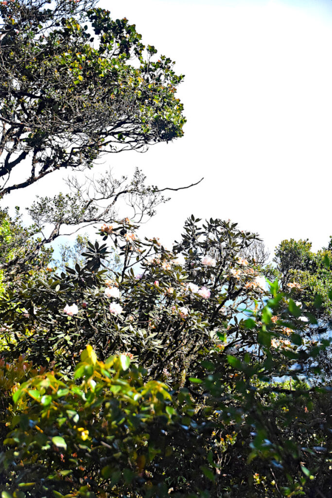 Flowering tree at Gunung Brinchang, Cameron Highlands, Malaysia