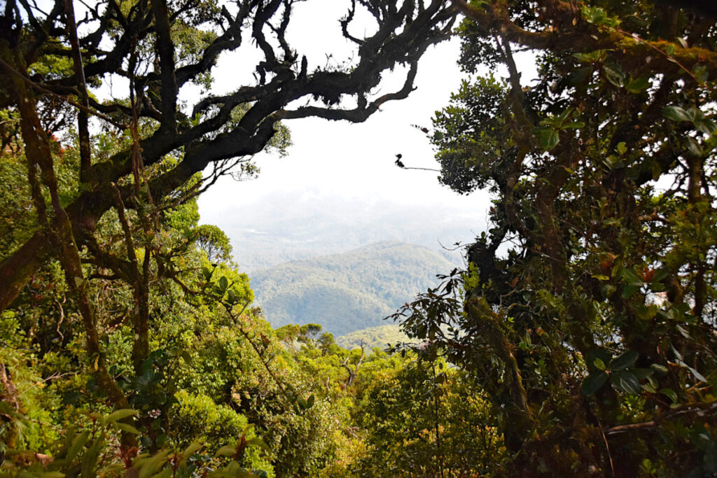 The view of the Cameron Highlands from Gunung Brinchang, a great stop for a Cameron Highlands weekend trip