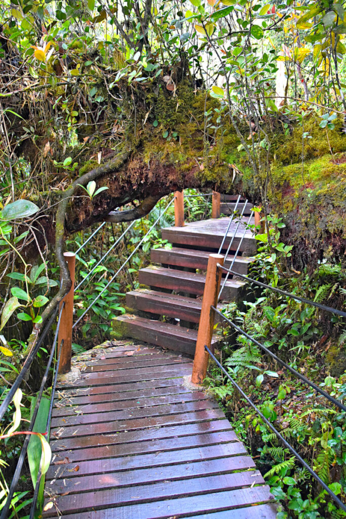 A branch cutting across the walkway on Gunung Brinchang