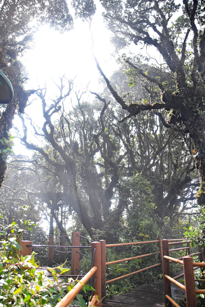 Trees in the mist on Gunung Brinchang, Cameron Highlands, Malaysia