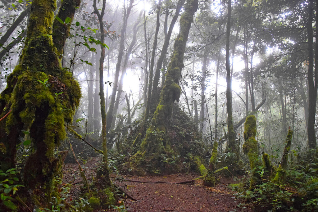 Mossy trees in the mist in the Mossy Forest