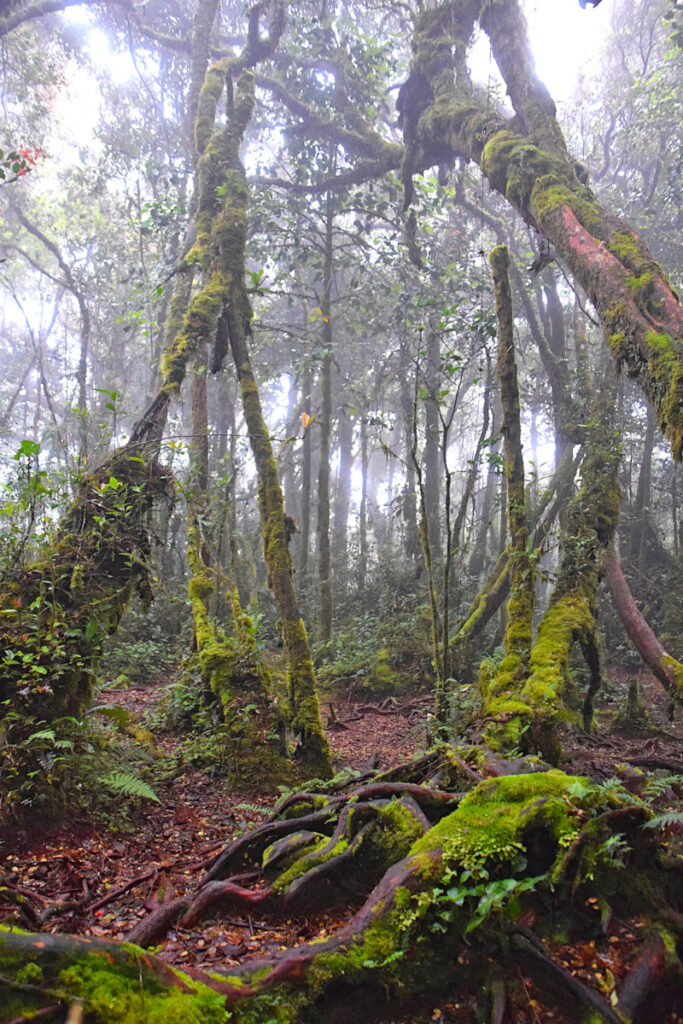 Moss-covered trees in the Mossy Forest, a must-see on a Cameron Highlands weekend trip