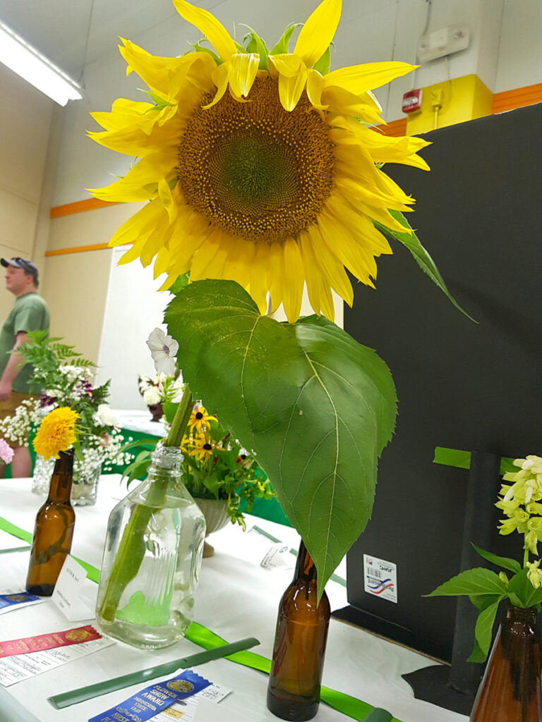 A large sunflower