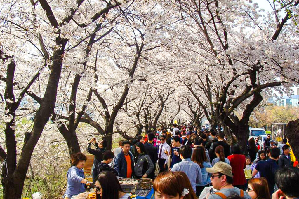 People walking down a cherry blossom road in Seoul