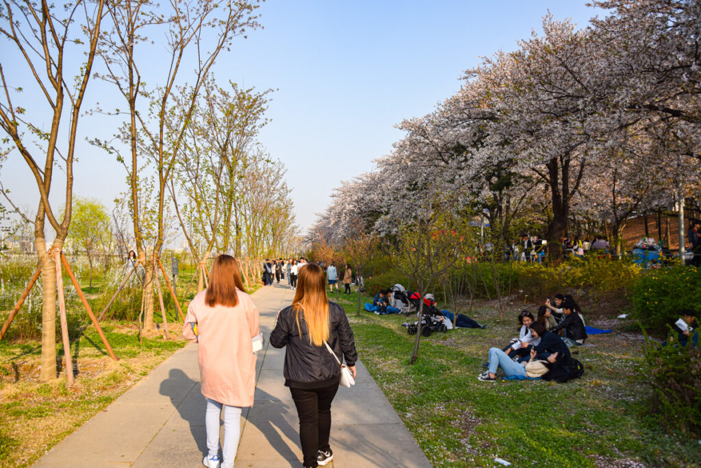 Cherry blossoms in Yeouido Han River Park