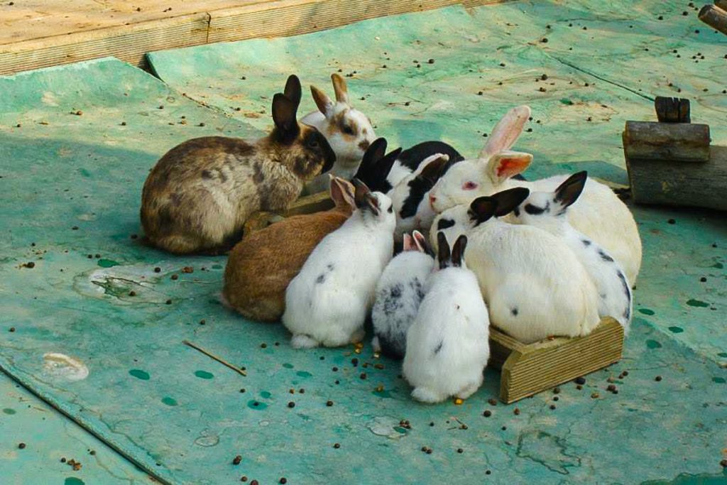 Rabbits at Seoul Forest